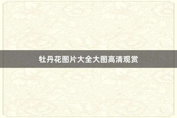 牡丹花图片大全大图高清观赏
